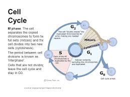 Image Result For Cell Cycle Phases Cell Cycle Mitosis