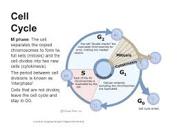 image result for cell cycle phases cell cycle mitosis