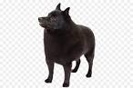 Schipperke - Wikipedia