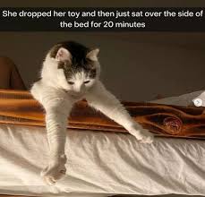 Share the best gifs now >>>. Funny Caturday Memes Cat Memes Lol Pics