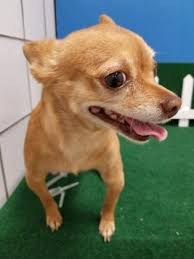 Animal Id T37200438 R Nspecies Tdog R Nbreed Tchihuahua Short Coat X2f Mix R Nage T R Ngender Tmale R Nsize Tsmall Pet Adoption Animals Animal Shelter