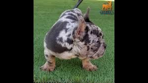 Meet rocco, one of our adorable french bulldog puppies for sale. Future Stud Services Rare French Bulldog Exotic Blue Tri Merle Khronos Youtube
