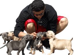 Never owned a pitbull/terrier mix breed dog. Blue Pitbulls North Carolina Nc Blue Pitbull Puppies For Sale