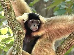 Image result for Hylebates