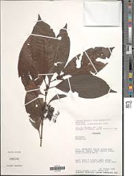 Image result for Psydrax mutimushii