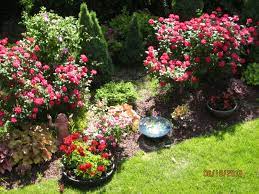 We did not find results for: Knock Out Rose Bushes Knock Out Rose Bushes Amazing Garden Ideas Knock Out Rose
