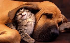You will mostly see them not getting along. Cats Dog Cuddle Wallpaper 1920x1200 25068