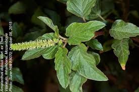 Image result for Amaranthus dubius