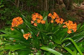 Image result for Clivia miniata