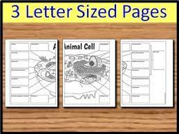 Although the diagram above shows the typical structures of an animal cell, very few animal cells would actually look anything like this. Animal Cell Big Foldable For Interactive By Tangstar Science Teachers Pa Animal Cell Interactive Notebook Cell Interactive Notebook Animal Cell Foldable