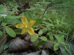 Image result for Hypericum peplidifolium