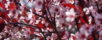 Try planting one of these and how to care for them! Michigan Landscape Blog Michigan Spring Trees In Bloom Spring Tree Michigan Trees Bloom
