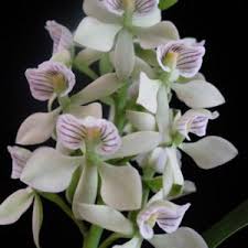 Image result for Polystachya melanantha