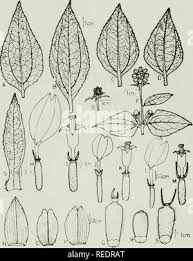Image result for Aspilia helianthoides