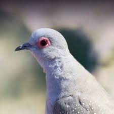 Diamond Dove Personality Food Care Pet Birds By Lafeber Co