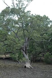 Image result for Avicennia marina