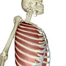 Organs underneath the right side of the rib cage include the liver, gallbladder, transverse colon and one of the kidneys, states health hype. 5 Body Parts You Didn T Know You Were There