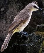 Maybe you would like to learn more about one of these? Suara Burung Mp3 Trucukan Ropel Ngebren Dengar Dan Download Om Kicau