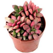 All cactus plants are members of the cactaceae family, and there are thousands of species of cactus. Indoor Plants Anacampseros Succulent Photo Characteristics And Cultivation Growing And Description