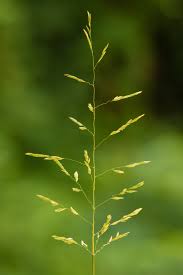 Image result for Leersia hexandra