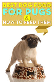 Best Dog Food For Pugs 2018 How To Feed What To Feed Pugs