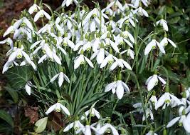 In einer wanne mit feuchtem torf). Blumenzwiebeln Stecken Richtiger Monat Zum Setzen Pflanzen Umpflanzen
