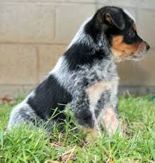 If there's a dog you'd like to meet, fill out an adoption application. Queensland Heeler Puppy Dogs For Sale In Ventura County Southern Heeler Puppies Blue Heeler Puppies Dogs For Sale