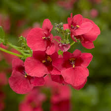 Image result for Diascia