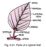 Leaf Definition Characteristics And Functions With Diagram