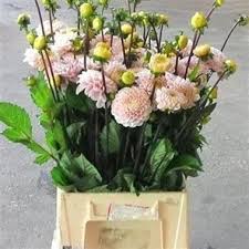 Maybe you would like to learn more about one of these? Wholesale Dahlia Guide Wedding Flower Guides Uk Triangle Nursery