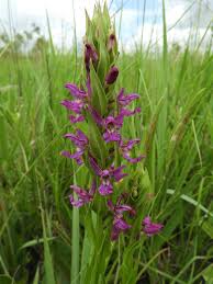 Image result for Brachycorythis tenuior