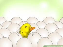 3 ways to hatch a goose egg wikihow