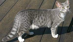 pin on kedi