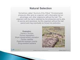 You may have heard that you can get water from a cactus if you are ever lost and dehydrated in a desert.* sounds like a nice survival tip to store away, but is it really that easy? Adaptations Individual Organisms That Appear More Similar To One Another Than To The Individuals Of Another Different Species Organisms That Are Ppt Download