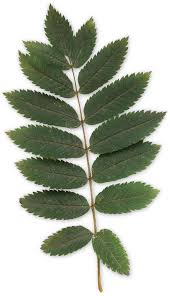 Anyone who wants to ensure that their diet is healthful should understand what animal and plant proteins provide. Plants Quiz Test Your Knowledge On Plants Dk Find Out