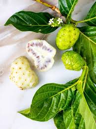 Image result for Morinda