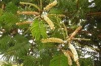 Image result for Acacia polyacantha