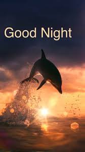 Good Night Dolphin Jumping at Sunset
