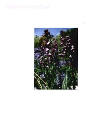 Image result for Eulophia horsfallii