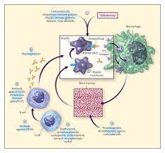 Homo Sapiens Diseases Immunity