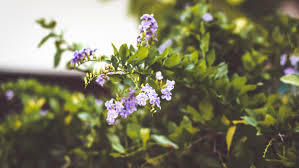 Check spelling or type a new query. Albero Con Fiori Viola 1947452 Foto D Archivio