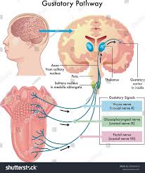 Image result for Taste Sensation