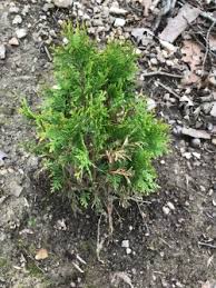 We did not find results for: Polar Gold Arborvitae Stewart Plant Database