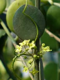 Check spelling or type a new query. Xerosicyos Danguyi Silver Dollar Vine Silver Dollar Plant Xerosicyos Danguyi Plants