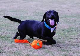 Ask questions and learn about dachshunds at nextdaypets.com. Memphis Tn Dachshund Meet Bobo A Pet For Adoption