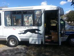 These adorable pups are available for adoption in las vegas, nevada. Greyhound Pet Adoption Las Vegas Home Facebook