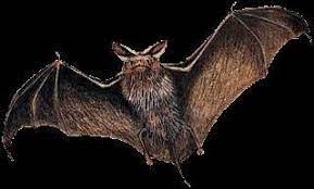 تصنيف الحبليات Classification Of Chordates الحبلياتchordata Phylum القحفياتcraniata الفقريات Subphylum Vertebra Bat Animal Animal Symbolism Woodland Scene