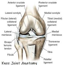 A diagram of joints and bones in the human body : Knee Joint Anatomy Motion Knee Pain Explained