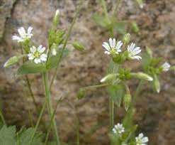 Image result for Cerastium afromontanum