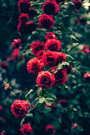 Pin By Gege Gege On Roses Wallpaper Iphone Roses Rose Wallpaper Photography Wallpaper